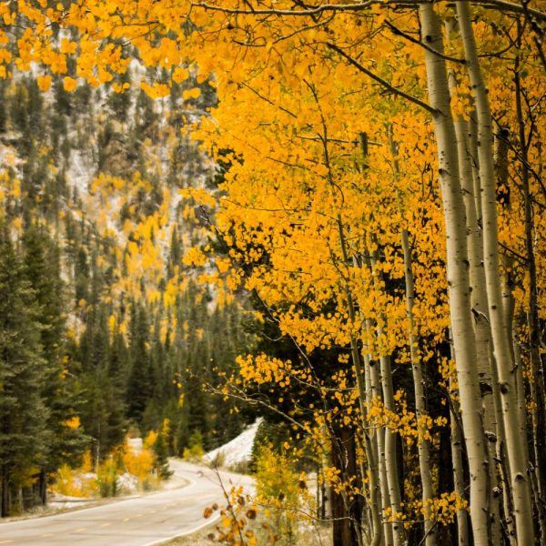 Aspens Colorado Fall Autumn