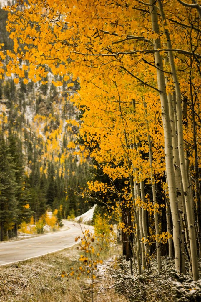 Aspens Colorado Fall Autumn